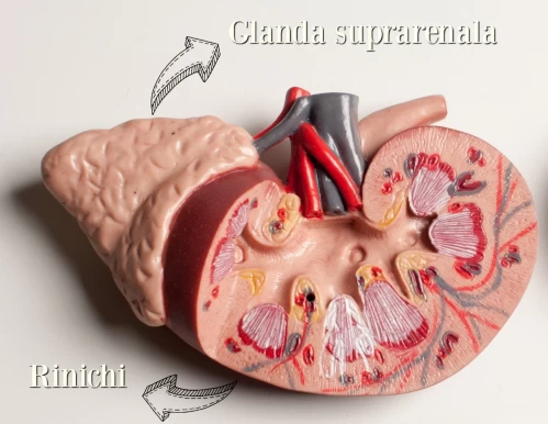 Stiai ca infectiile dentare iti pot afecta glandele suprarenale?